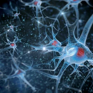 Chiropractic Basehor KS Neurons